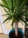yucca palme