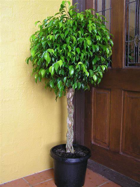 ficus